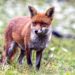 Citizen scientists needed to protect wildlife