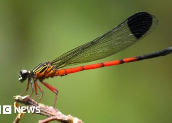Dragonflies in distress: Scientists sound alarm in India's ecological hotspot