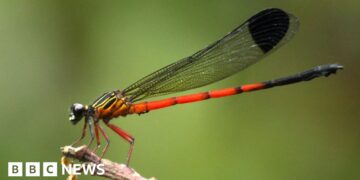 Dragonflies in distress: Scientists sound alarm in India's ecological hotspot