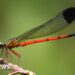 Dragonflies in distress: Scientists sound alarm in India's ecological hotspot