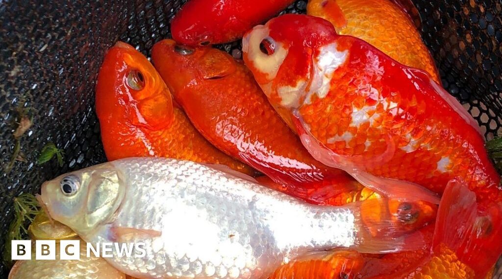 Dumped goldfish endangering native carp in lake