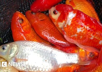Dumped goldfish endangering native carp in lake