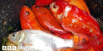 Dumped goldfish endangering native carp in lake
