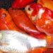 Dumped goldfish endangering native carp in lake
