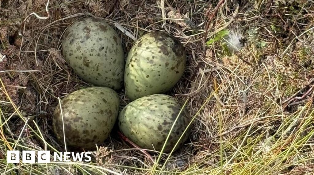 Eggs of elusive bird rescued by firefighters during wildfire