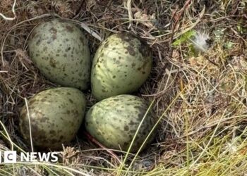 Eggs of elusive bird rescued by firefighters during wildfire