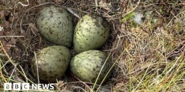 Eggs of elusive bird rescued by firefighters during wildfire