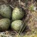 Eggs of elusive bird rescued by firefighters during wildfire