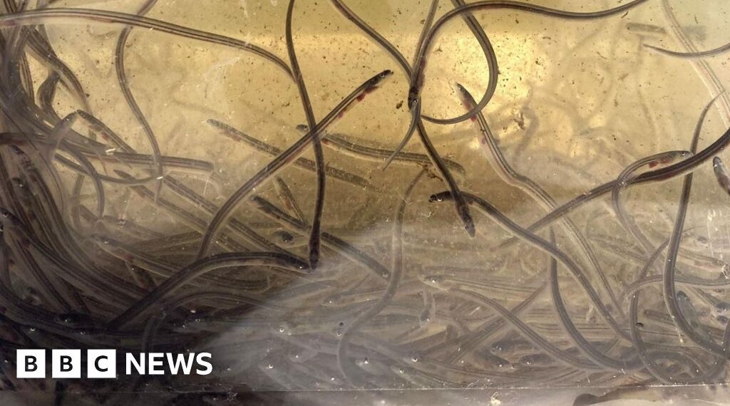 Endangered eel population boost hopes