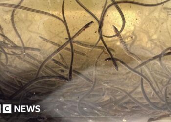 Endangered eel population boost hopes