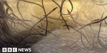 Endangered eel population boost hopes