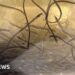 Endangered eel population boost hopes