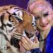 Escaped tiger shot by German police after attacking man