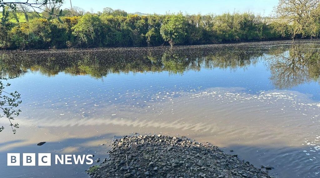 Fears for young fish after pollution incident