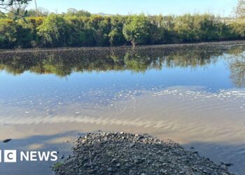 Fears for young fish after pollution incident