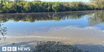 Fears for young fish after pollution incident