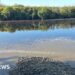 Fears for young fish after pollution incident