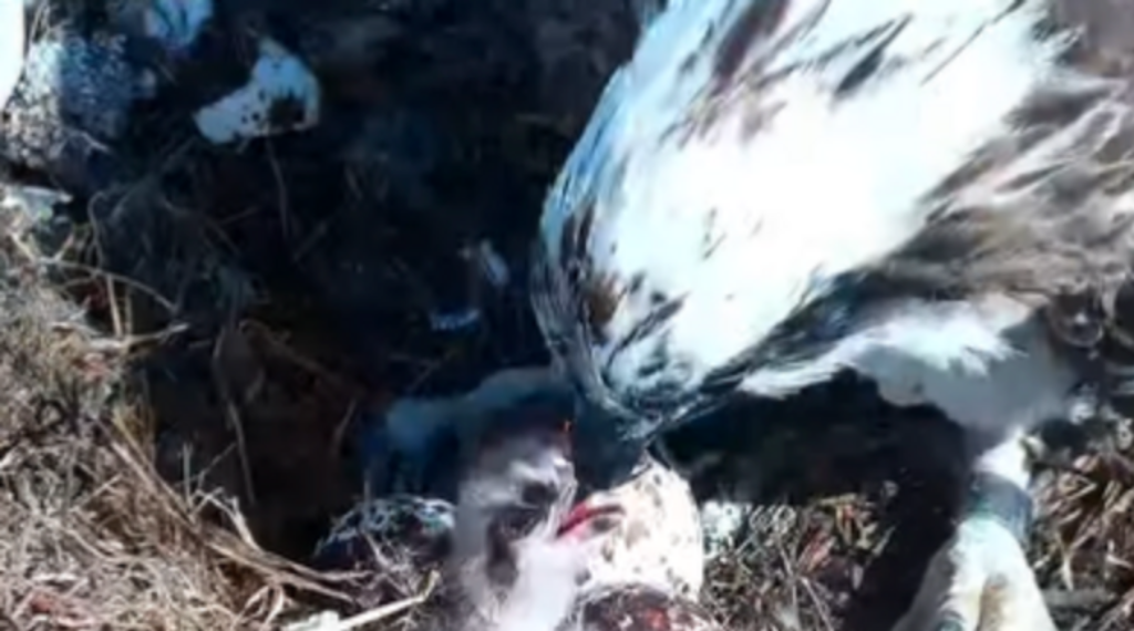First osprey chick of the year hatches