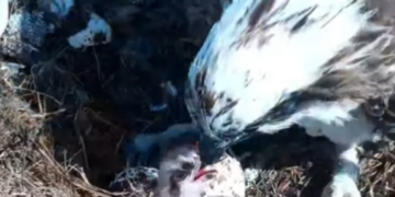 First osprey chick of the year hatches