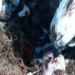 First osprey chick of the year hatches