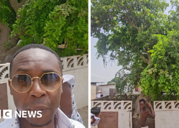 Ghanaian family traces its roots to a tree said to be planted in Apam in the 13th Century
