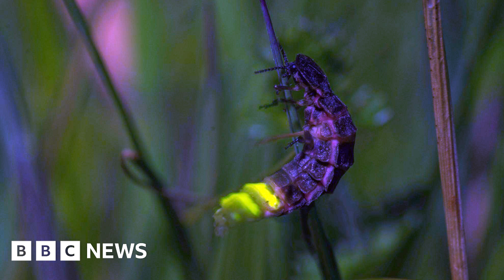 Glow worms and slime moulds found in Scotland's declining rainforest