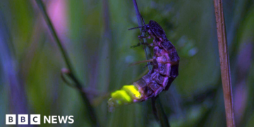 Glow worms and slime moulds found in Scotland's declining rainforest