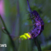Glow worms and slime moulds found in Scotland's declining rainforest