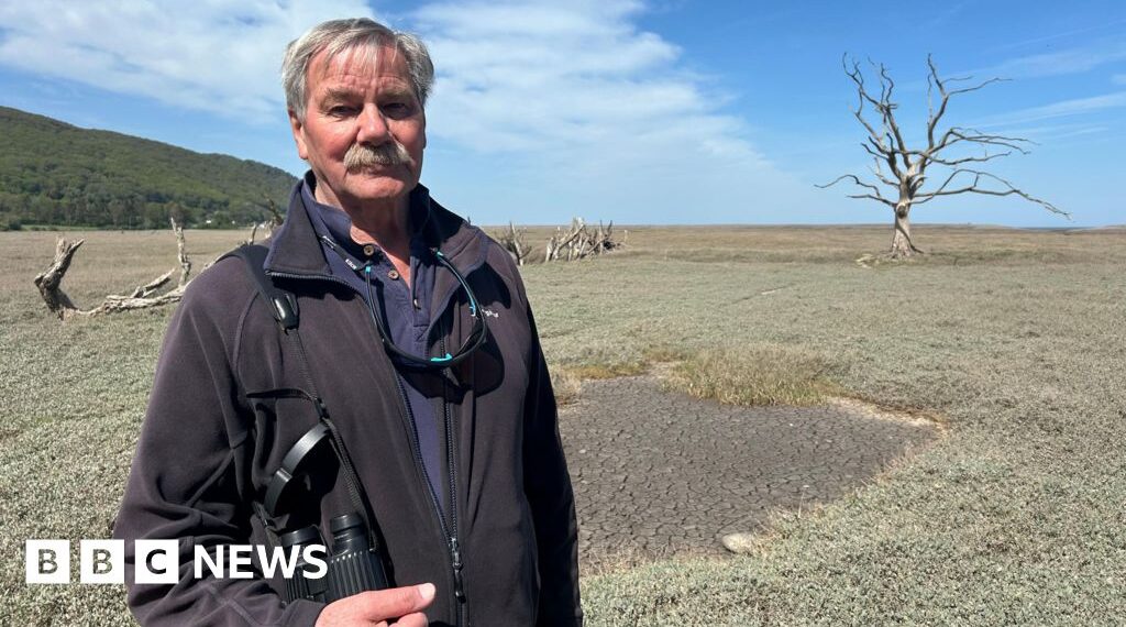 How a hurricane created a 'precious saltmarsh'