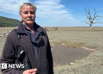 How a hurricane created a 'precious saltmarsh'