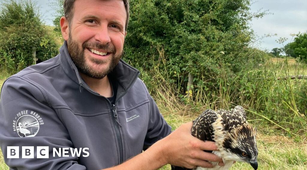 How ospreys were 'tricked' into breeding in Dorset