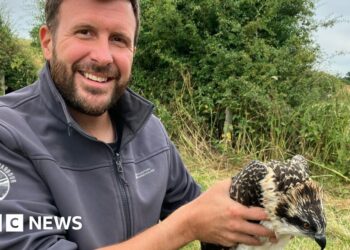 How ospreys were 'tricked' into breeding in Dorset