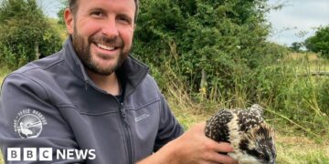 How ospreys were 'tricked' into breeding in Dorset