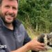 How ospreys were 'tricked' into breeding in Dorset