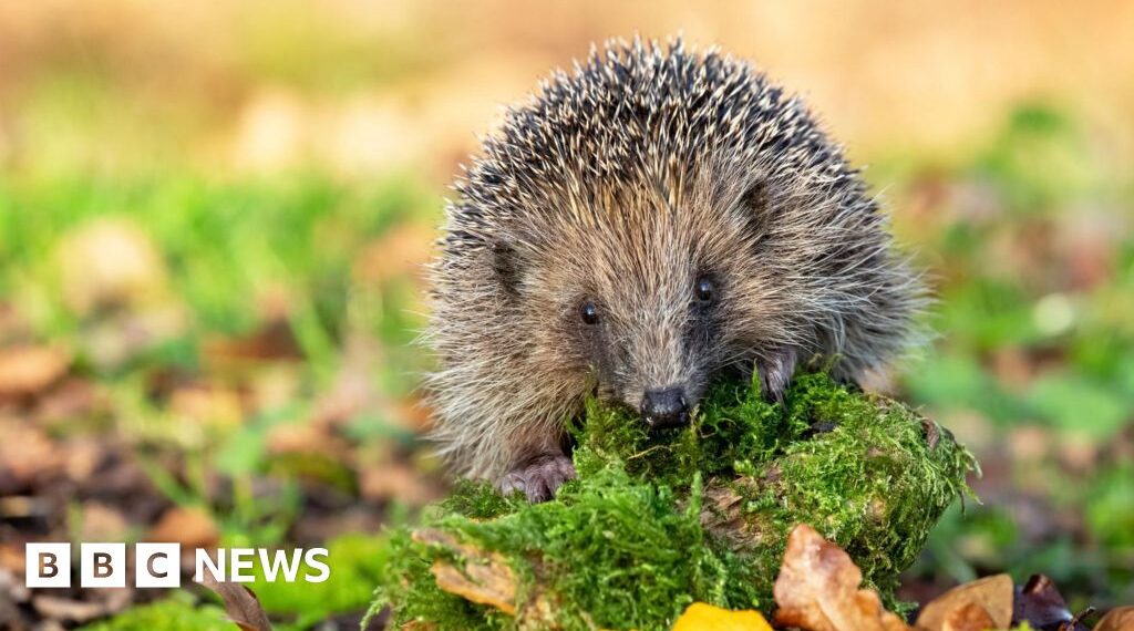 How tiny 'backpacks' and sniffer dogs could save hedgehogs from extinction