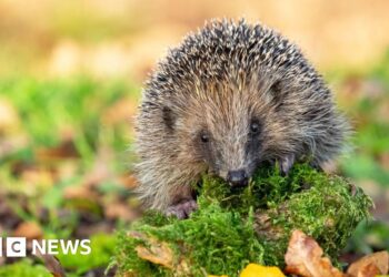 How tiny 'backpacks' and sniffer dogs could save hedgehogs from extinction