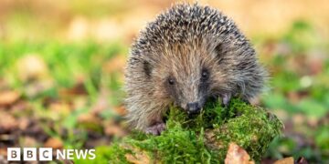 How tiny 'backpacks' and sniffer dogs could save hedgehogs from extinction