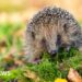 How tiny 'backpacks' and sniffer dogs could save hedgehogs from extinction