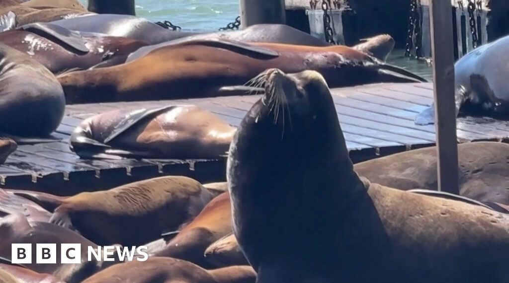 Massive sea lion ‘Chonkers’ makes rare San Francisco visit