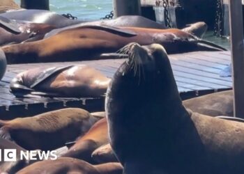 Massive sea lion ‘Chonkers’ makes rare San Francisco visit