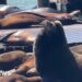 Massive sea lion ‘Chonkers’ makes rare San Francisco visit