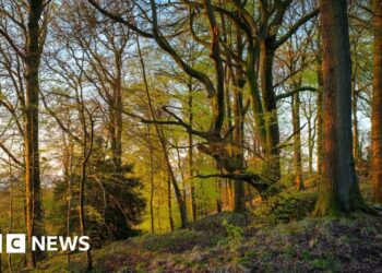 Nature recovery zones inspired by Attenborough