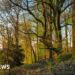 Nature recovery zones inspired by Attenborough