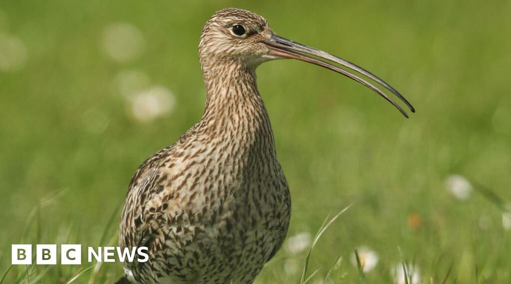 Nest belonging to 'remarkable' endangered bird found