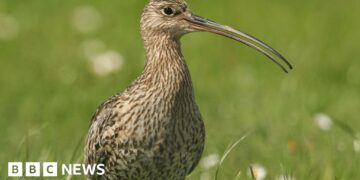 Nest belonging to 'remarkable' endangered bird found