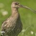 Nest belonging to 'remarkable' endangered bird found