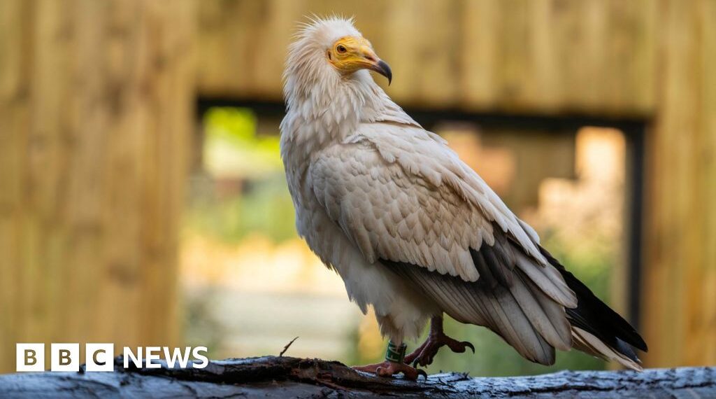 New zoo enclosure for 'nature's clean-up crew'