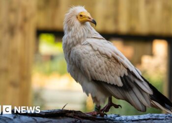 New zoo enclosure for 'nature's clean-up crew'