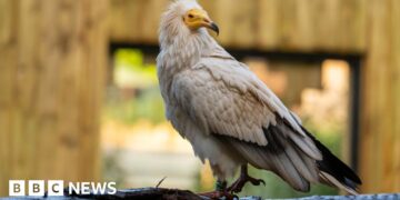 New zoo enclosure for 'nature's clean-up crew'