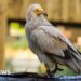 New zoo enclosure for 'nature's clean-up crew'